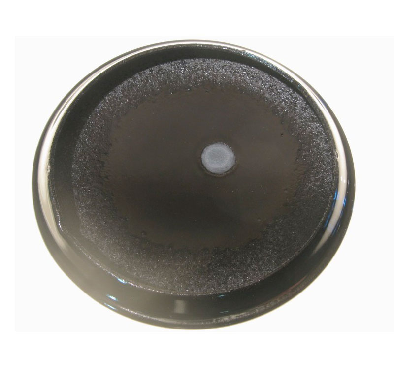 Piattello smaltato nero lucido rapido Lofra 9.7 cm